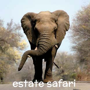 Regalati un'esperienza indimenticabile in Sudafrica nella stagione secca, quella migliore per avvicinare gli animali del bush e poterli guardare negli occhi, un'emozione che ricorderai per sempre. Tra l'altro è la stagione meno costosa per viaggiare in Sudafrica; approfittane!
