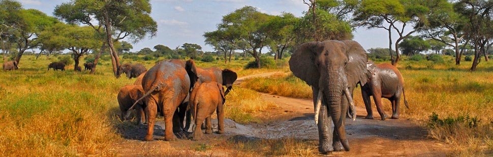 Adventour - Tanzania - Tarangire N.P. - elefanti al bagno