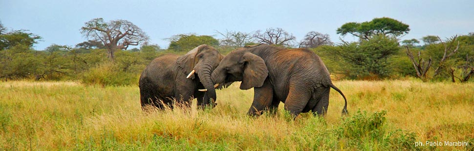 Adventour - Tanzania - Tarangire National Park - lotta di elefanti